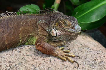 An iguana catches some rays on a rock to warm up its body.