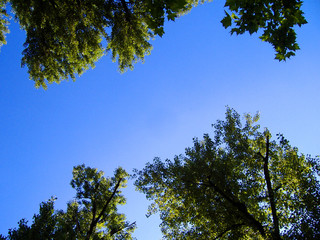 Trees and sky