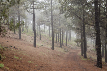 Fototapeta premium Inland Gran Canaria, foggy day