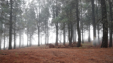Inland Gran Canaria, foggy day