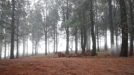 Obraz premium Inland Gran Canaria, foggy day
