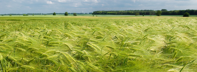 Kornfeld mit frischem Getreide der Gerste (Hordeum vulgare)