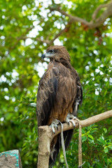 Falcon standing on a tree stump.