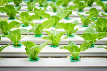 Vegetables hydroponic farm, Young lettuce on plastic shelf in a row