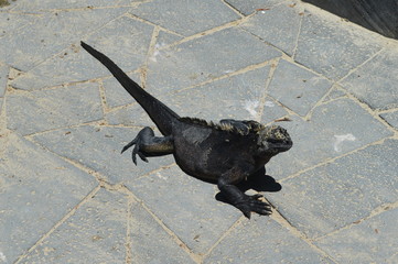 Obraz premium Iguana Islas Galápagos