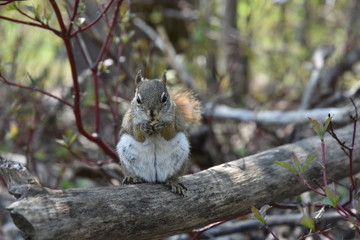 Standing squirrel 