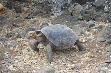 Tortuga gigante islas Galapagos