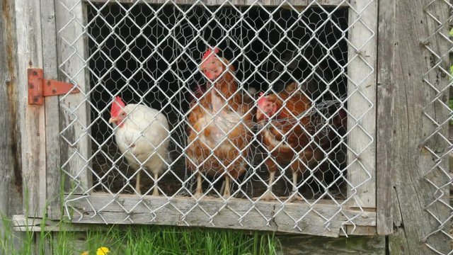 hens in chicken coop observing at the door