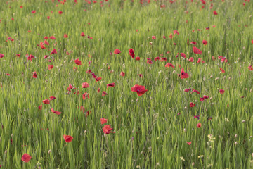 Poppy field
