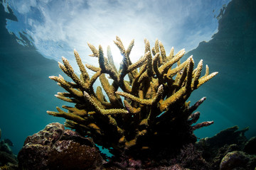 Sunlight and Staghorn Coral