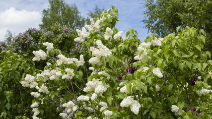 Blossoming Syringa vulgaris