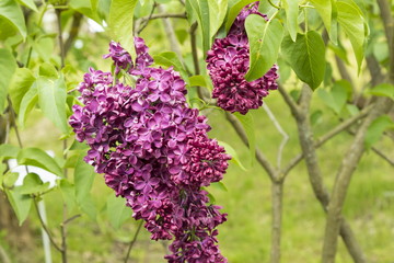 Blossoming Syringa vulgaris