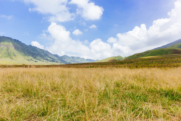 Mount Bromo Savannah