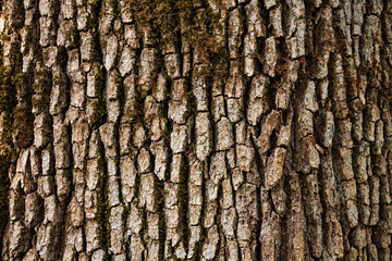 Tree bark detail.