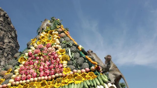 Lopburi city in Thailand, thousands of macaque monkeys live in freedom. 
During the monkey festival In the temple of Phra Prang Sam Yod, the townspeople offer mountains of food to monkeys
