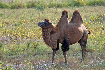Fototapeta premium Bactrian camel or Camelus bactrianus
