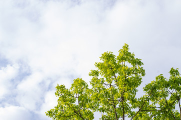 tree and sky