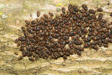 This is a photo of some aphis, was taken in XiaMen botanical garden, China.