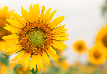 Obraz premium Sun flower with copy space for your background.