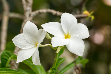 Obraz na płótnie Canvas Plumeria flower with copy space for background.