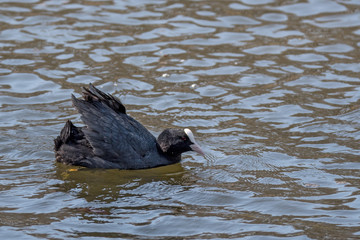  Eurasian coot or Fulica atra in water