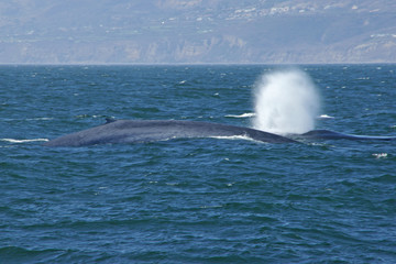 Fototapeta premium Płetwale błękitne pływają wzdłuż wybrzeża Kalifornii na Oceanie Spokojnym