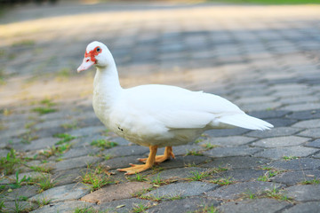 Fototapeta na wymiar white duck