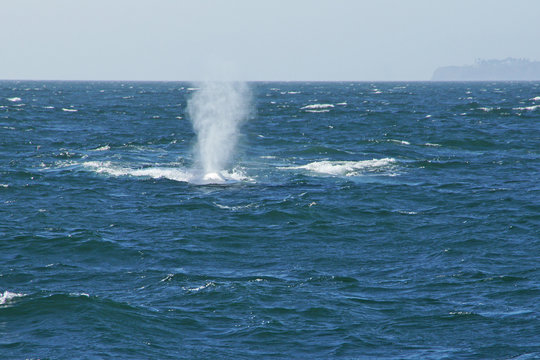 Blue whales swim along California Pacific Ocean coast