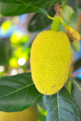 jack-fruit tree