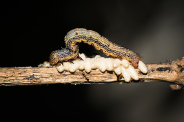 This is a photo of a worm, was taken in XiaMen botanical garden, China.