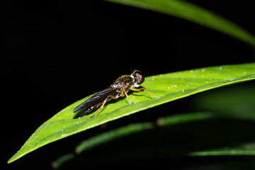 This is a photo of a fly, was taken in XiaMen botanical garden, China.