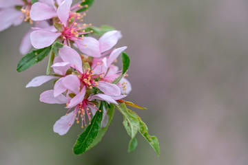 Dwarf  Russian almond