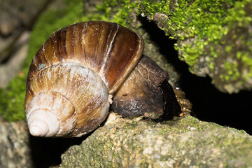 This is a photo of a snail, was taken in XiaMen botanical garden, China.