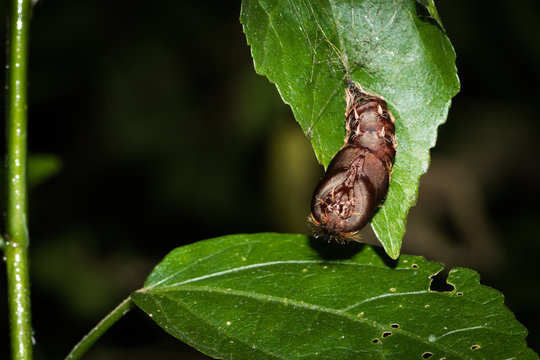 This is a photo of a pupa, was taken in XiaMen botanical garden, China.