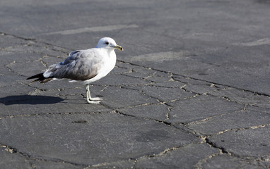 Portrait of big gull on a background of cracked asphalt. The bird is on the ground, on a gray background.