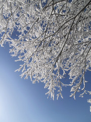 木に咲いた雪の花