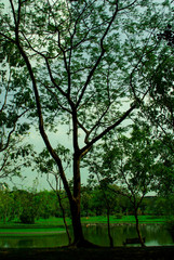Fototapeta na wymiar tree in garden