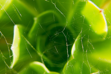 Thin web, macro photo. A thin string of spider web on a background of green plants.