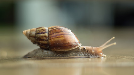 Snail.