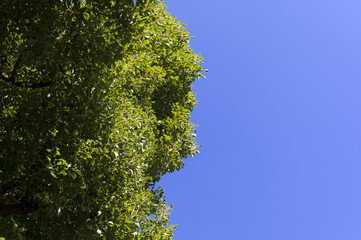 樹木の精霊～葉のモンスター