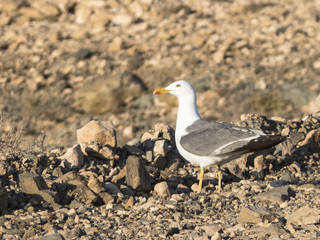 Seagull at the beach.