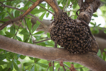 Bees, nest, nectar,trees.