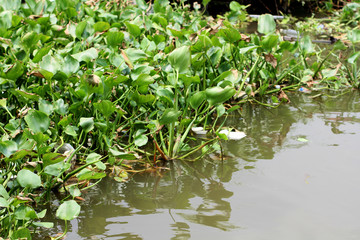 water hyacinth on river surface