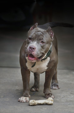 american pitbull dog