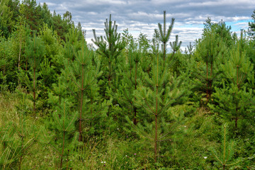 Young pines in the forest
