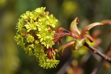 Blühender Spitz-Ahorn (Acer platanoides)