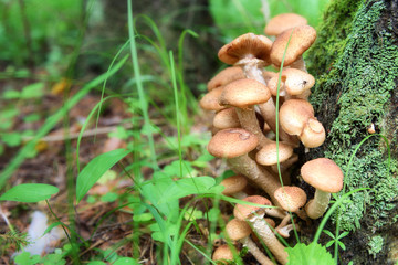 Honey mushrooms or armillaria