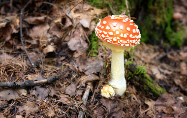 Amanita muscaria. Red poisonous mushrooms