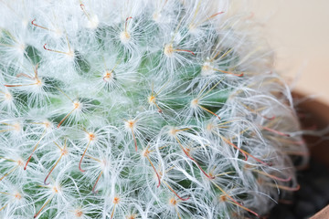 Naklejka na ściany i meble close up cactus,cactus plant in flowerpot