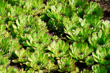 Saxifraga. Roof houseleek (Sempervivum tectorum ). Background